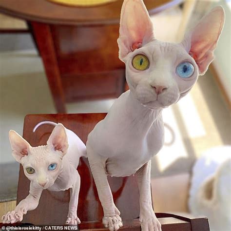 Hairless cats for adoption. Things To Know About Hairless cats for adoption. 